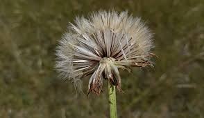 Attēlu rezultāti vaicājumam “Hypochaeris maculata”