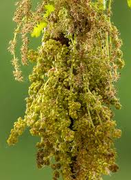 Attēlu rezultāti vaicājumam “Quercus robur male flower”