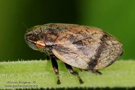 Attēlu rezultāti vaicājumam “Lepyronia coleoptrata”