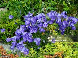 Attēlu rezultāti vaicājumam “Campanula persicifolia flower”