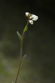 Attēlu rezultāti vaicājumam “Arabis hirsuta”