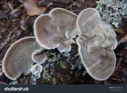 Attēlu rezultāti vaicājumam “Trametes hirsuta”
