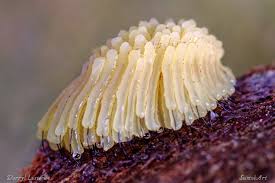 Attēlu rezultāti vaicājumam “Stemonitis splendens macro”