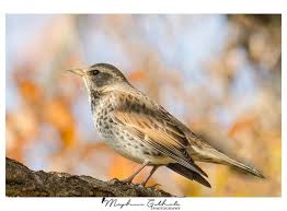 Image result for Turdus eunomus