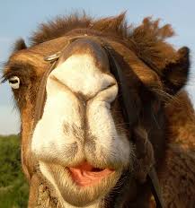 http://t0.gstatic.com/images?q=tbn:ANd9GcTrmimRNsMTCri6ejhktYCKQmeyqdQ6a-9Kws9K4NcDnWdctGqutJyBGV4L