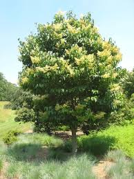 Attēlu rezultāti vaicājumam “Syringa reticulata subsp. amurensis leaf”