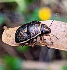 Attēlu rezultāti vaicājumam “Elasmostethus interstinctus nymph”