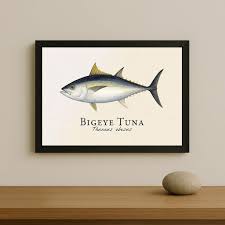 Image result for Thunnus obesus
