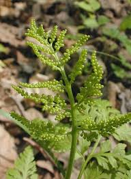 Attēlu rezultāti vaicājumam “Botrychium virginianum”