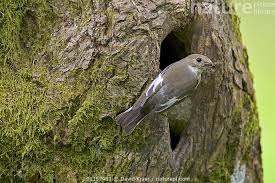 Attēlu rezultāti vaicājumam “Ficedula hypoleuca female”