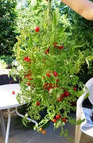 Afbeeldingsresultaat voor principe borghese tomato