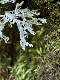 Attēlu rezultāti vaicājumam “Ramalina pollinaria”