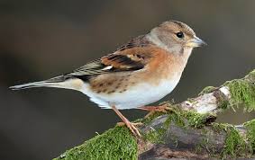 Attēlu rezultāti vaicājumam “Fringilla montifringilla”