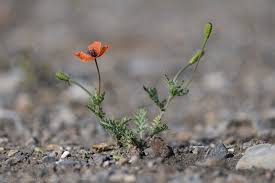 Attēlu rezultāti vaicājumam “Papaver argemone bud”