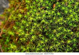 Attēlu rezultāti vaicājumam “Dicranum polysetum”