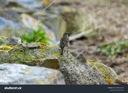 Attēlu rezultāti vaicājumam “Anthus petrosus adult”