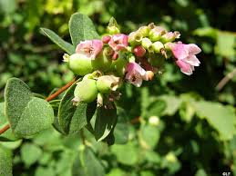 Attēlu rezultāti vaicājumam “Symphoricarpos albus flower”