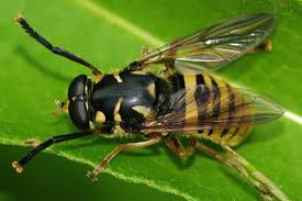 Attēlu rezultāti vaicājumam “Temnostoma vespiforme”