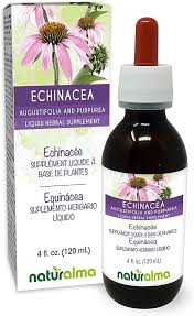 Image result for Echinacea angustifolia