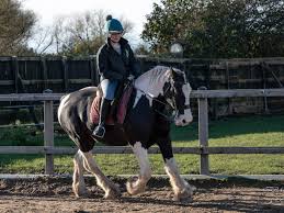Image result for Blackpool & Fylde Horse Club