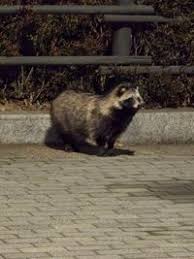 Attēlu rezultāti vaicājumam “Nyctereutes procyonoides”