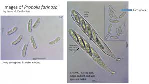 Attēlu rezultāti vaicājumam “Propolis farinosa”