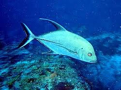 Image result for Caranx lugubris