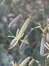 Attēlu rezultāti vaicājumam “Silene chlorantha”