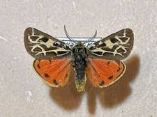 Attēlu rezultāti vaicājumam “Arctiidae”