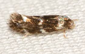 Attēlu rezultāti vaicājumam “Cephaloziella elachista”