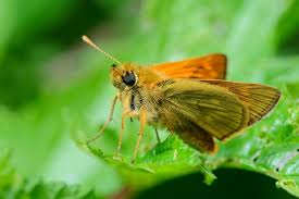 Attēlu rezultāti vaicājumam “Thymelicus sylvestris male”