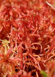 Attēlu rezultāti vaicājumam “Sphagnum warnstorfii”