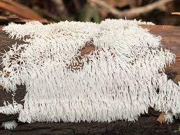 Attēlu rezultāti vaicājumam “Lamproderma columbinum spores”