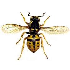 Attēlu rezultāti vaicājumam “Vespula germanica male”