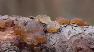 Attēlu rezultāti vaicājumam “Exidia saccharina”