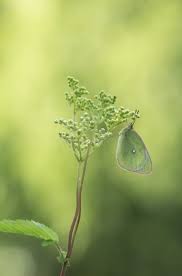 Attēlu rezultāti vaicājumam “Colias palaeno male”