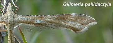 Attēlu rezultāti vaicājumam “Gillmeria pallidactyla”