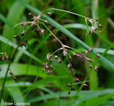 Attēlu rezultāti vaicājumam “Luzula luzuloides fruit”