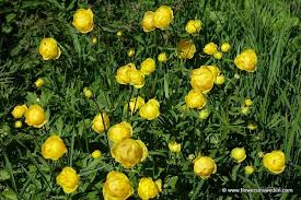 Image result for Trollblume