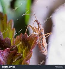 Attēlu rezultāti vaicājumam “Nabis limbatus”