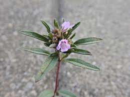 Image result for Satureja hortensis