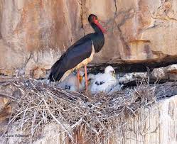 Attēlu rezultāti vaicājumam “Ciconia nigra nest”