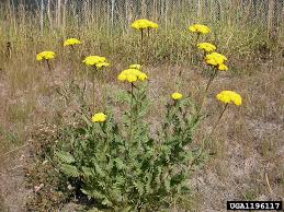 Image result for Achillea filipendulina