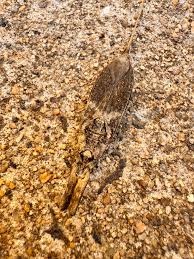 Attēlu rezultāti vaicājumam “Nepa cinerea nymph”