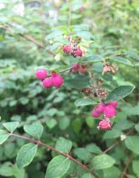 Attēlu rezultāti vaicājumam “Symphoricarpos x chenaultii”
