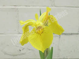 Attēlu rezultāti vaicājumam “Iris pseudacorus flower”