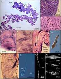 Attēlu rezultāti vaicājumam “Polypogon tentacularius male”