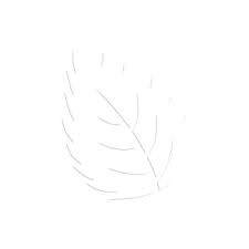 Attēlu rezultāti vaicājumam “Vouauxiomyces santessonii”