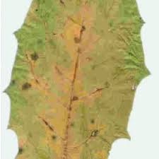 Attēlu rezultāti vaicājumam “Crepis paludosa leaf”