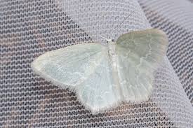 Attēlu rezultāti vaicājumam “Jodis putata”